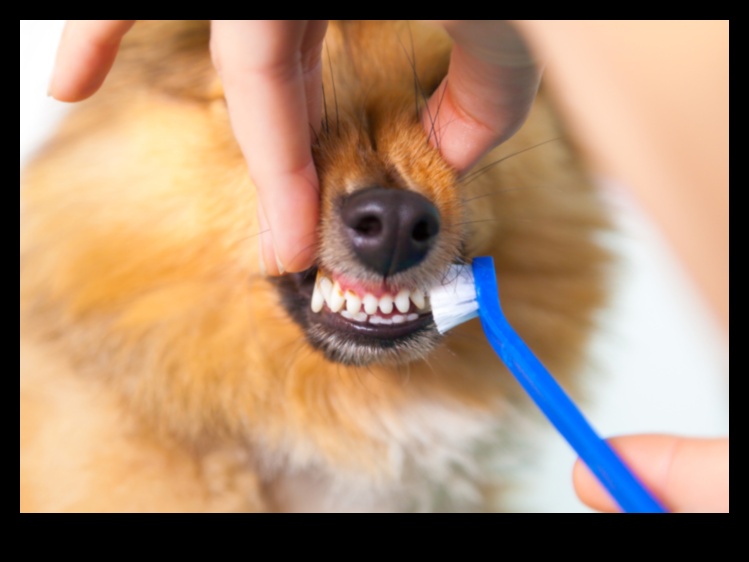 Doggy Dental Care Συνέχεια: Διασκεδαστικές και αποτελεσματικές συμβουλές για τον καθαρισμό των δοντιών