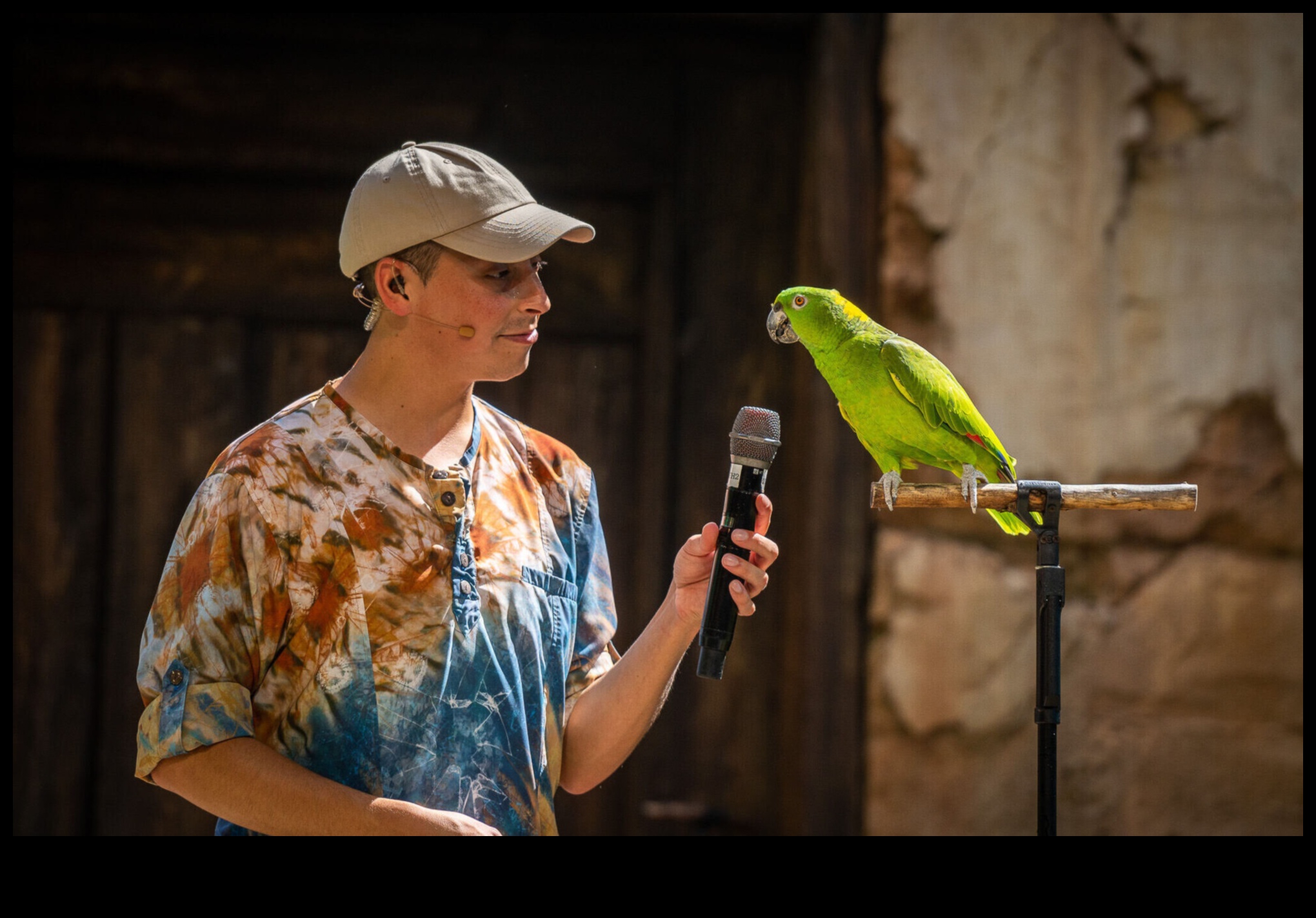 Feathered Friends' Fiesta Celebrating with Pet Birds 2 Feathered Friends' Fiesta: Celebrating with Pet Birds