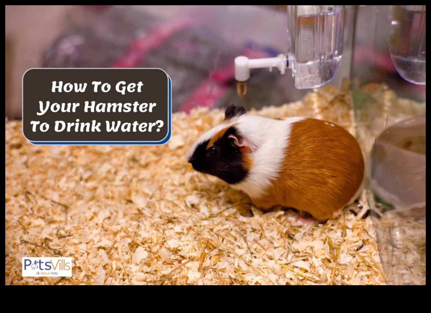 Ενυδάτωση χάμστερ που διασφαλίζει ότι το κατοικίδιό σας παίρνει αρκετό νερό 2 Ενυδάτωση χάμστερ: Διασφαλίστε ότι το κατοικίδιο ζώο σας παίρνει αρκετό νερό