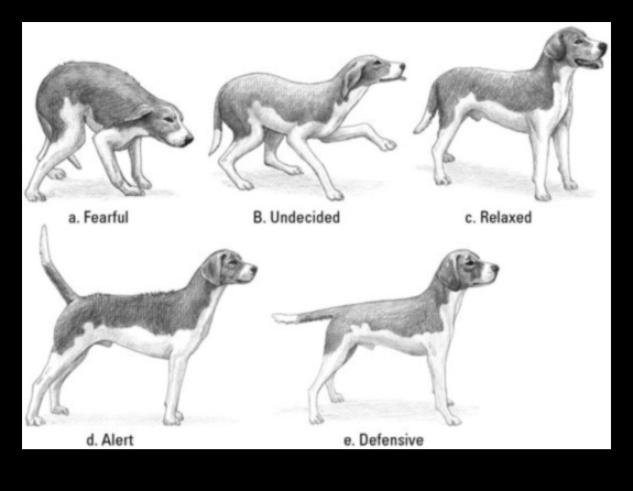 From Tail Wags to Barks: Decoding Dog Communication