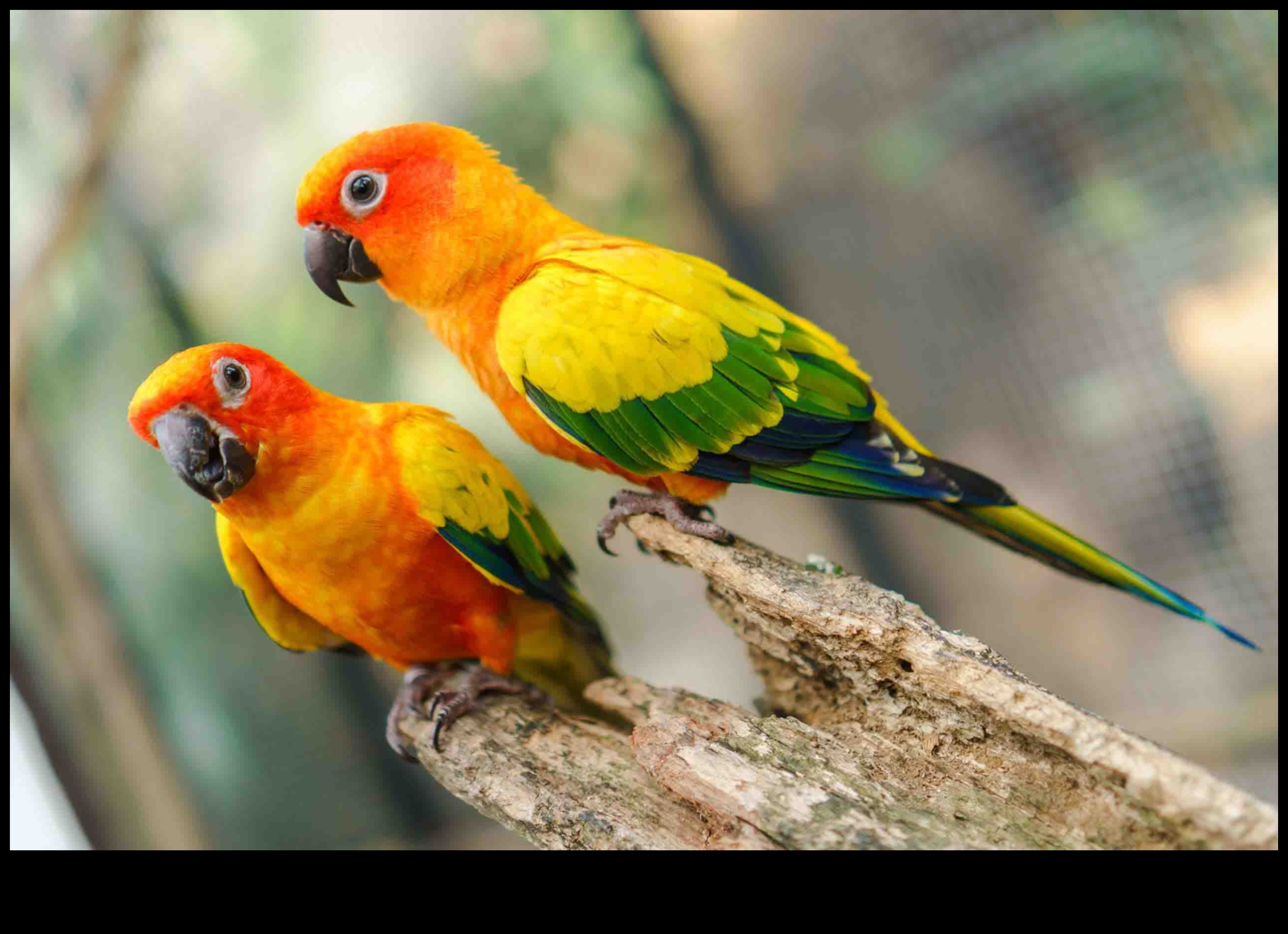 Φτερωτοί φίλοι Συνέχεια: Μοναδικές Συμπεριφορές Δέσμευσης Μεταξύ Πτηνών