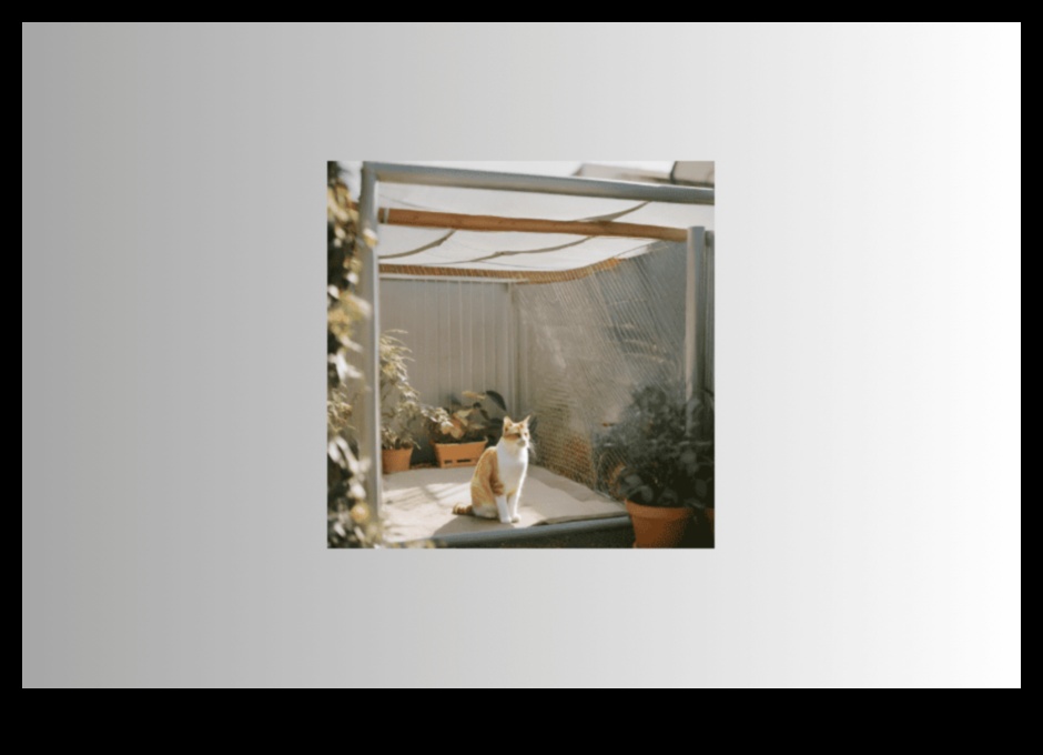 Το Kitty Kingdom χτίζει ένα ασφαλές και τονωτικό περιβάλλον εσωτερικού χώρου 5 Kitty Kingdom: Δημιουργία ενός ασφαλούς και διεγερτικού εσωτερικού περιβάλλοντος