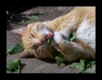 Catnip Chronicles Κατανόηση των επιπτώσεων του Catnip 3 Catnip Chronicles: Κατανόηση των επιπτώσεων του Catnip