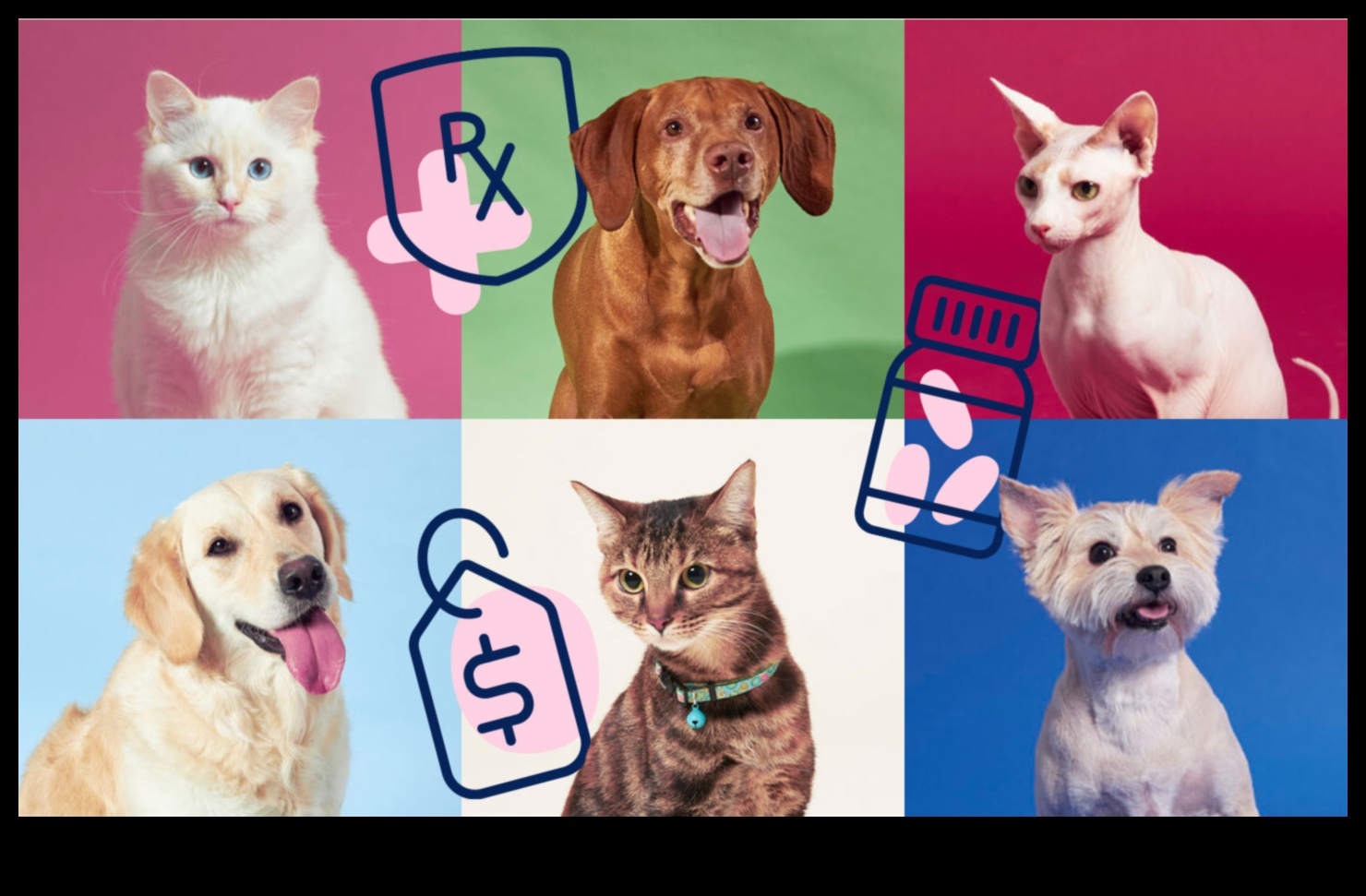 Πλοήγηση στην ασφάλιση υγείας σκύλων: Ένας ολοκληρωμένος οδηγός