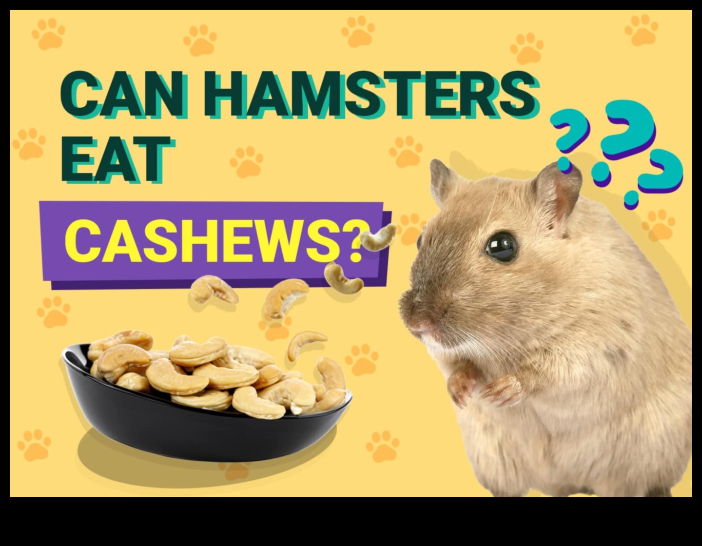 Διλήμματα διατροφής χάμστερ: Κοινές παρανοήσεις και μύθοι για τη διατροφή