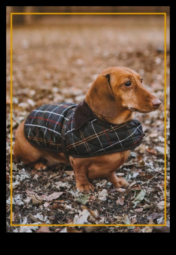 Doggy Decor Dazzle Αναβαθμίστε το στυλ του σκύλου σας με κομψά αξεσουάρ 4 Doggy Decor Dazzle: Ανεβάζοντας το στυλ του σκύλου σας με κομψά αξεσουάρ