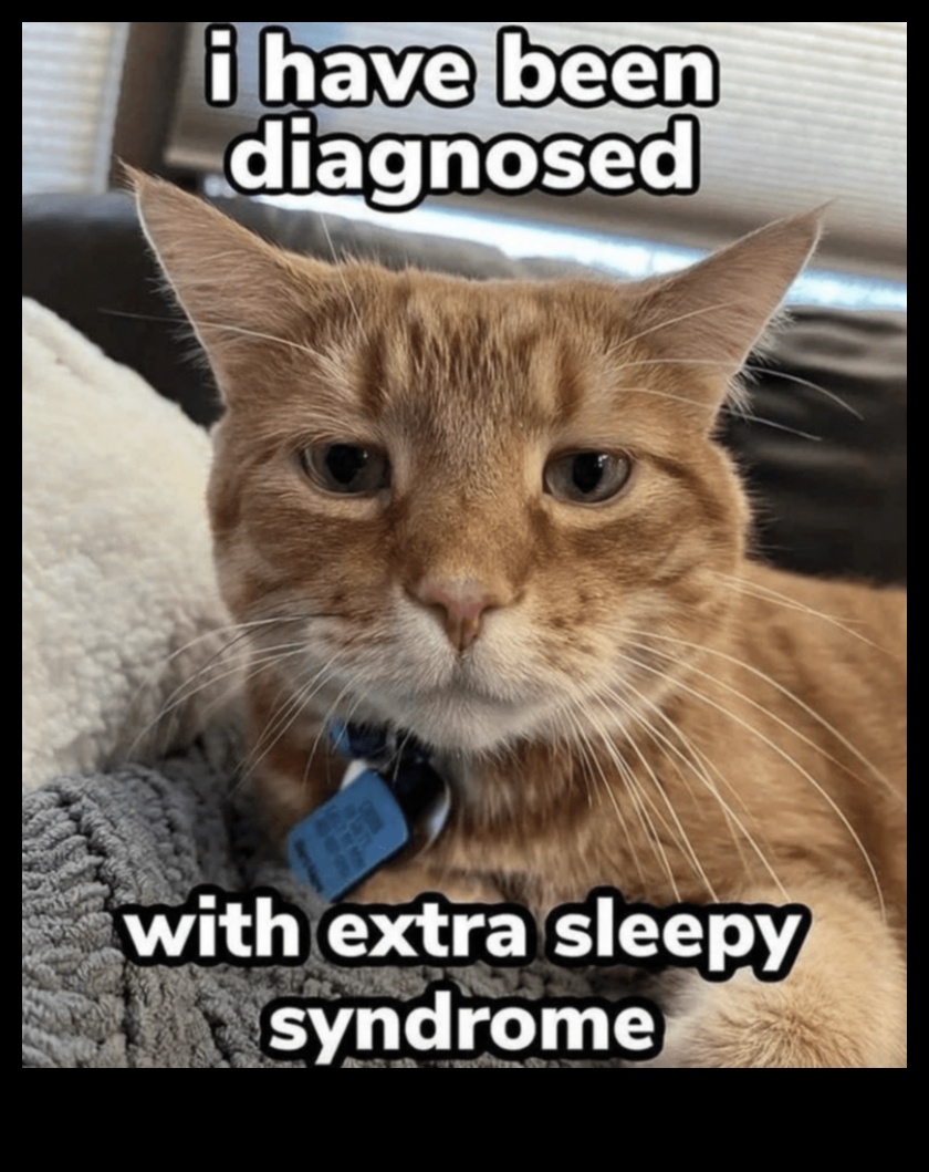 Cat-astrophic Laughs: Ξεκαρδιστικά Memes και Στιγμές γάτας