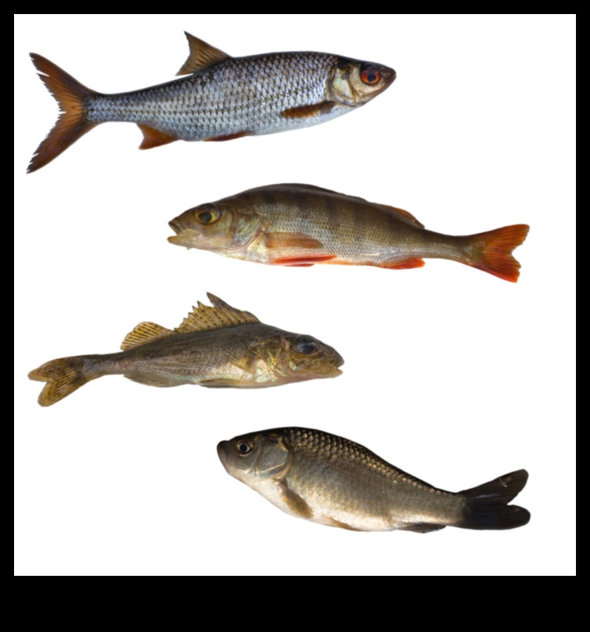 Fishy Cuisine Continue: Εξερευνώντας παγκόσμιες λιχουδιές με θαλασσινά