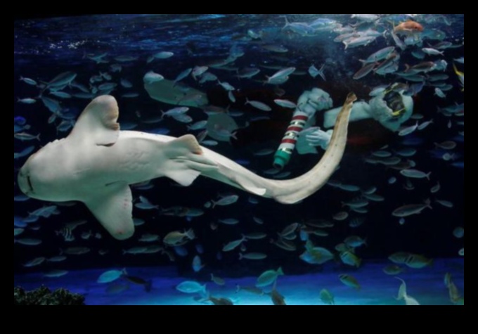 Συνεχίζονται οι γιορτές σε δεξαμενή ψαριών: Διοργάνωση υποβρύχιων εορτασμών