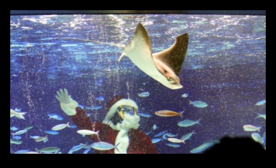 Συνεχίζονται οι γιορτές σε δεξαμενή ψαριών: Διοργάνωση υποβρύχιων εορτασμών