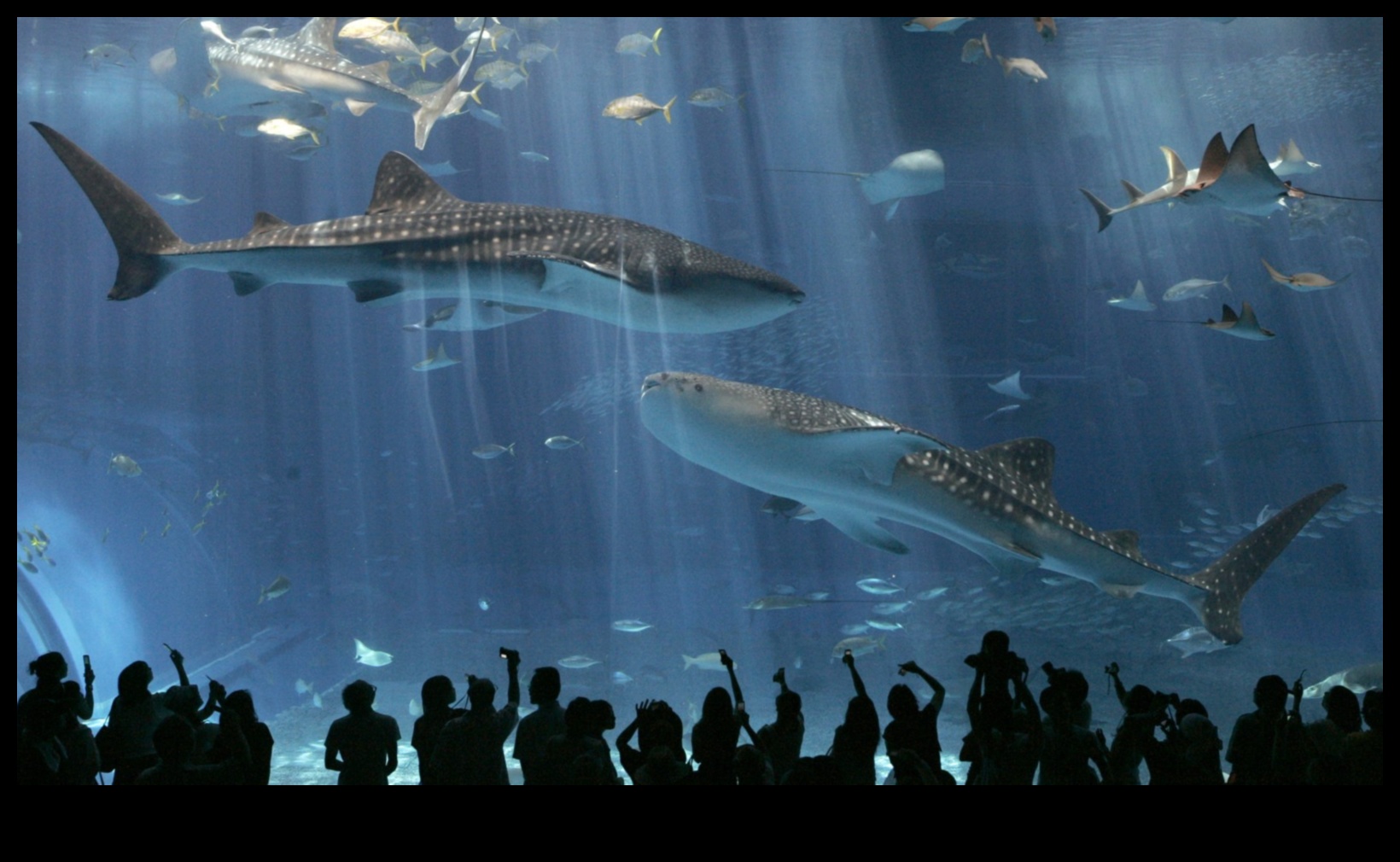 Συνεχίζονται οι γιορτές σε δεξαμενή ψαριών: Διοργάνωση υποβρύχιων εορτασμών