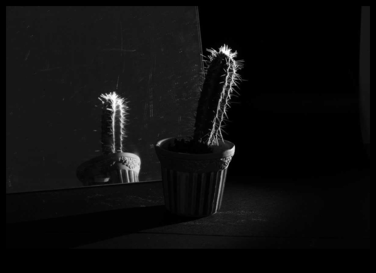 Το φως και οι σκιές παίζουν με την αντίθεση στη νεκρή φύση 4 Φως και Σκιές: Παίζοντας με την αντίθεση στη νεκρή φύση