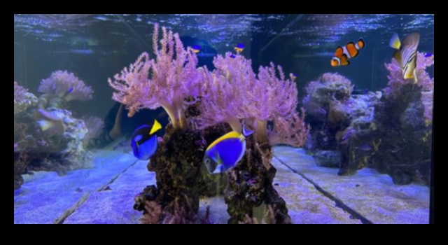 Fish Tank Zen: Δημιουργώντας μια χαλαρωτική υποβρύχια όαση στο σπίτι