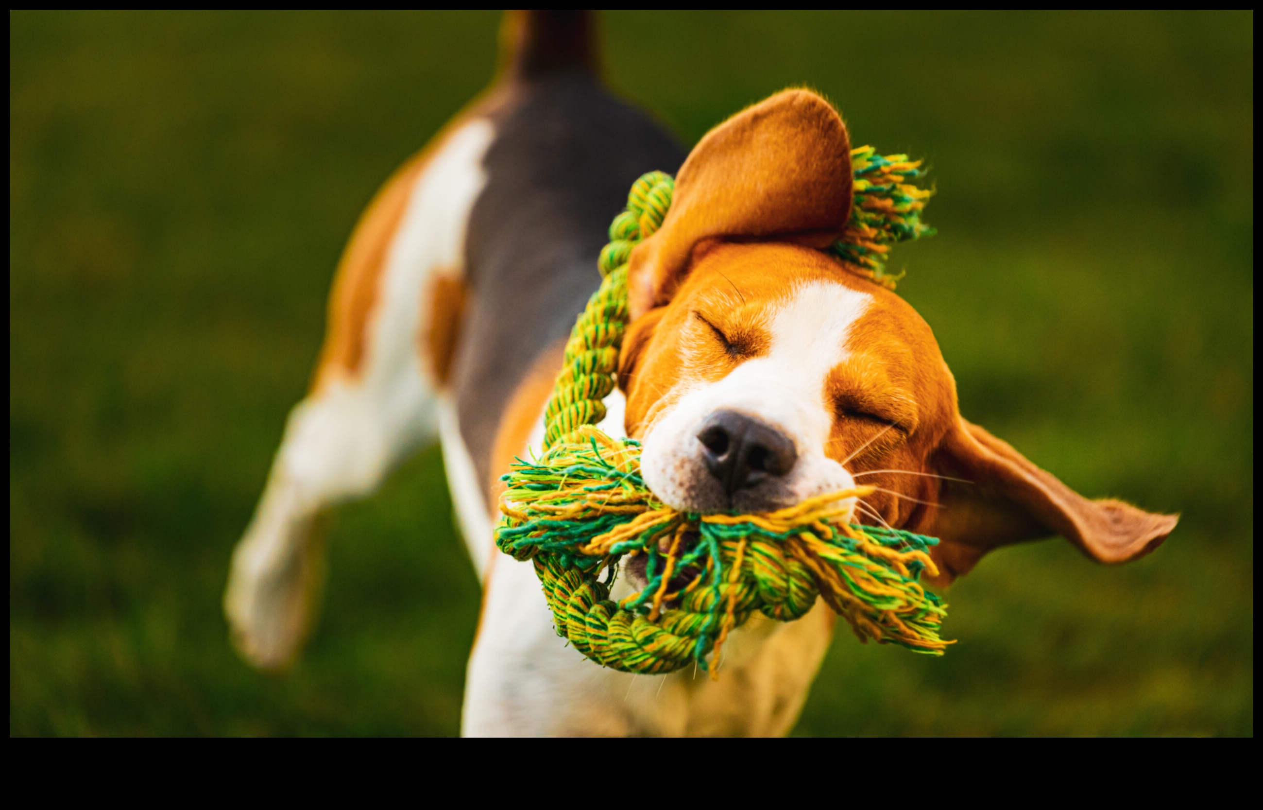 Pocket Pet Playtime: Διαδραστική διασκέδαση για μικρά ζώα