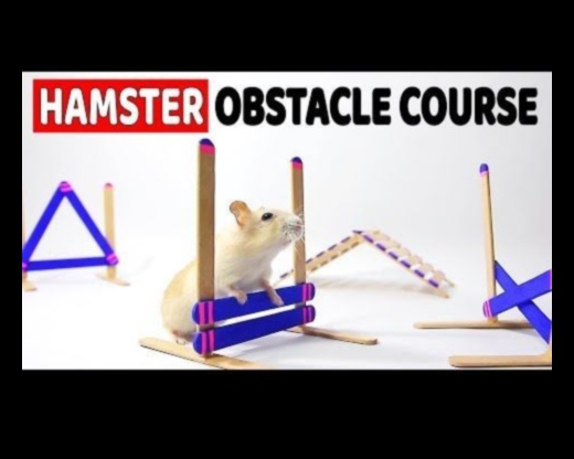 Hamster Health Hurdles Continue: Advancing Agility Courses