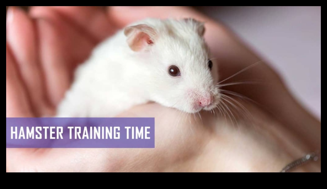 Hamster Health Hurdles Continue: Advancing Agility Courses