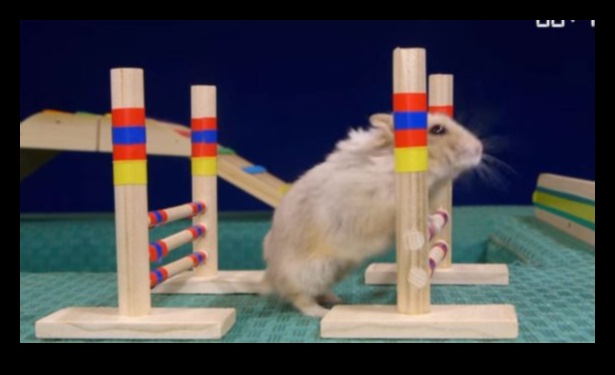 Hamster Health Hurdles Continue: Advancing Agility Courses