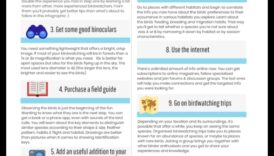 Birding for Beginners: Βασικές συμβουλές για νέους παρατηρητές πουλιών