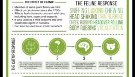 Catnip Chronicles: Κατανόηση των επιπτώσεων του Catnip