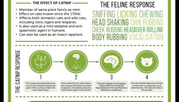 Catnip Chronicles: Κατανόηση των επιπτώσεων του Catnip