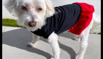 Doggy Decor Dazzle: Ανεβάζοντας το στυλ του σκύλου σας με κομψά αξεσουάρ