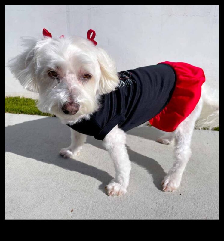 Doggy Decor Dazzle: Ανεβάζοντας το στυλ του σκύλου σας με κομψά αξεσουάρ