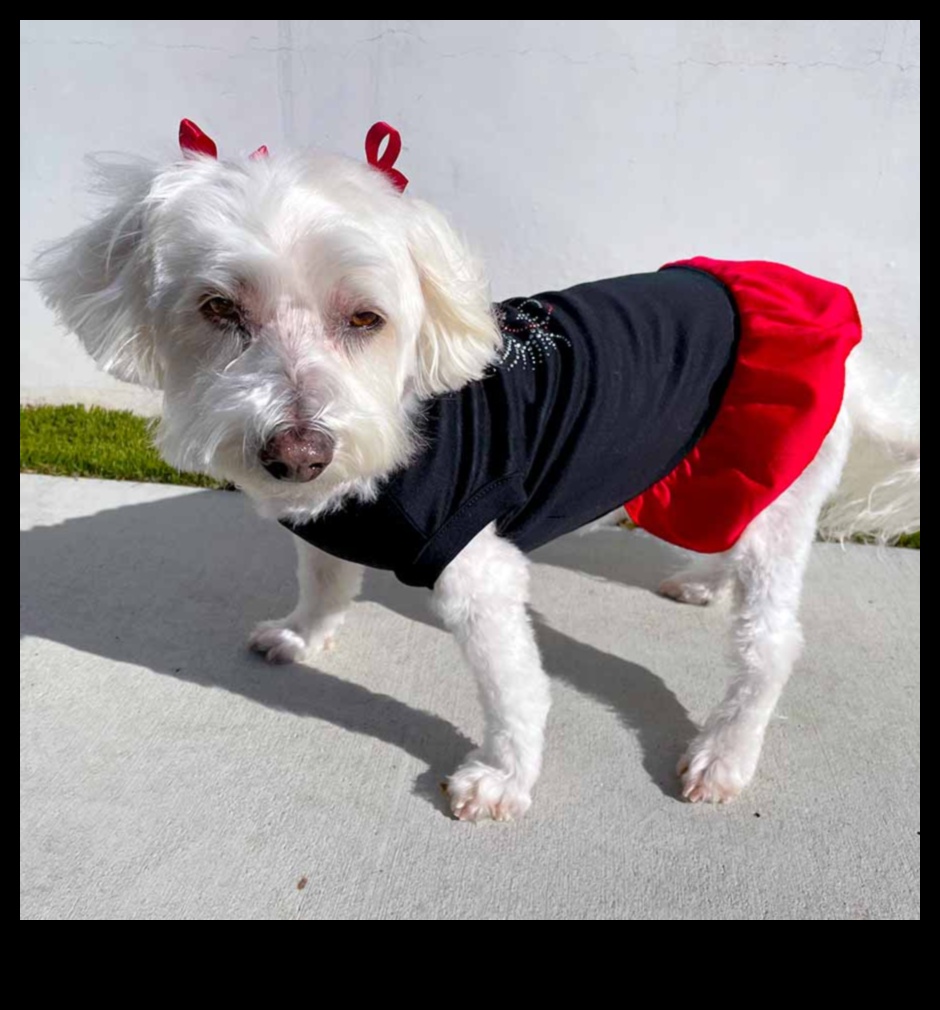 Doggy Decor Dazzle Αναβαθμίστε το στυλ του σκύλου σας με κομψά αξεσουάρ 1 Doggy Decor Dazzle: Ανεβάζοντας το στυλ του σκύλου σας με κομψά αξεσουάρ