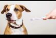 Doggy Dental Care Συνέχεια: Διασκεδαστικές και αποτελεσματικές συμβουλές για τον καθαρισμό των δοντιών