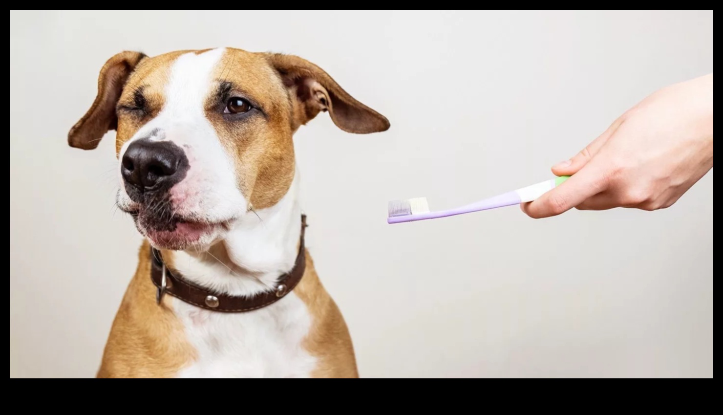 Doggy Dental Care Συνέχεια: Διασκεδαστικές και αποτελεσματικές συμβουλές για τον καθαρισμό των δοντιών