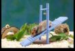 Hamster Habitat Innovations: Incorporating Technology for Comfort