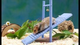 Hamster Habitat Innovations: Incorporating Technology for Comfort