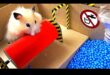 Hamster Health Hurdles Continue: Advancing Agility Courses