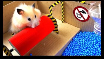 Hamster Health Hurdles Continue: Advancing Agility Courses