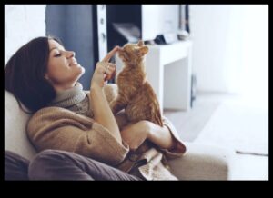 Kitty Comfort: Δημιουργώντας ένα ήρεμο περιβάλλον για τη γάτα σας