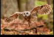 The Night Owl's Guide to Owls: Understanding Nocturnal Raptors