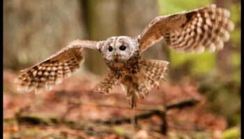 The Night Owl's Guide to Owls: Understanding Nocturnal Raptors