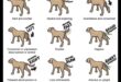 From Tail Wags to Barks: Decoding Dog Communication