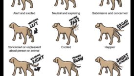 From Tail Wags to Barks: Decoding Dog Communication