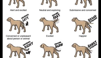From Tail Wags to Barks: Decoding Dog Communication
