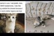Cat-astrophic Laughs: Ξεκαρδιστικά Memes και Στιγμές γάτας