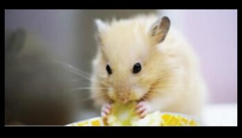 Διλήμματα διατροφής χάμστερ: Κοινές παρανοήσεις και μύθοι για τη διατροφή