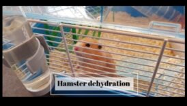 Ενυδάτωση χάμστερ: Διασφαλίστε ότι το κατοικίδιο ζώο σας παίρνει αρκετό νερό