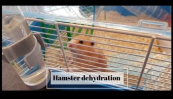 Ενυδάτωση χάμστερ: Διασφαλίστε ότι το κατοικίδιο ζώο σας παίρνει αρκετό νερό