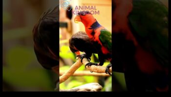 Feathered Friends' Fiesta: Celebrating with Pet Birds
