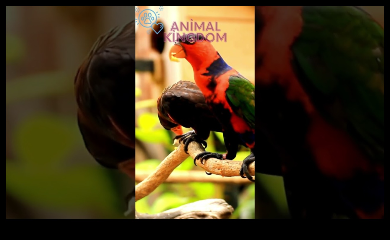 Feathered Friends' Fiesta Celebrating with Pet Birds 1 Feathered Friends' Fiesta: Celebrating with Pet Birds