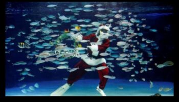 Συνεχίζονται οι γιορτές σε δεξαμενή ψαριών: Διοργάνωση υποβρύχιων εορτασμών