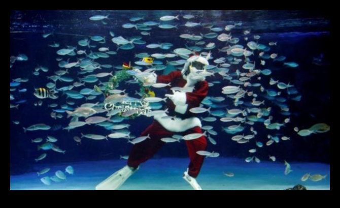 Συνεχίζονται οι γιορτές σε δεξαμενή ψαριών: Διοργάνωση υποβρύχιων εορτασμών